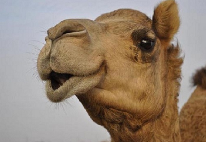 Camel ओह...ऊंट के सिर चढ़ी गर्मी, चबा डाला अपने ही मालिक का सिर
