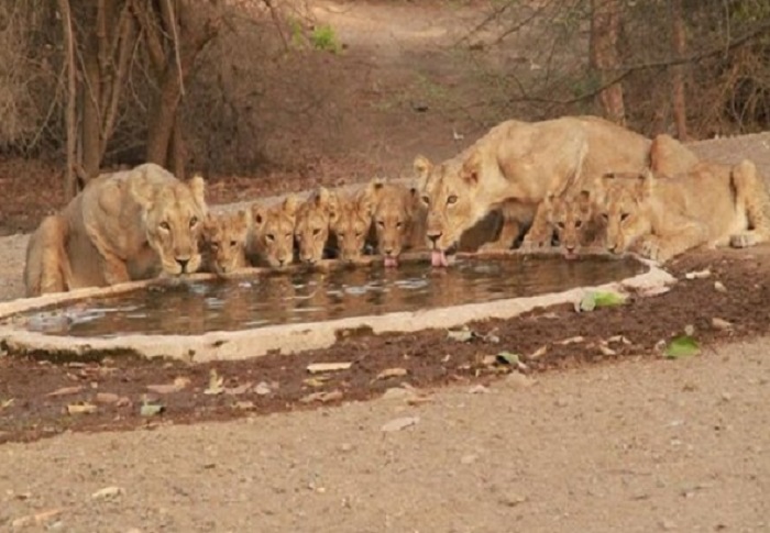 Lion अरे वाह ! प्यास बुझाने के लिए एक घाट पर जुटे 9 शेर