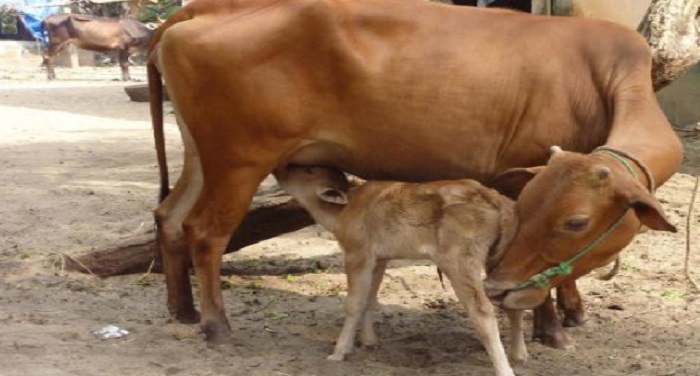 Cow गौ-रक्षा के लिए मोदी सरकार का प्लान, UID जैसी व्यवस्था की सिफारिश