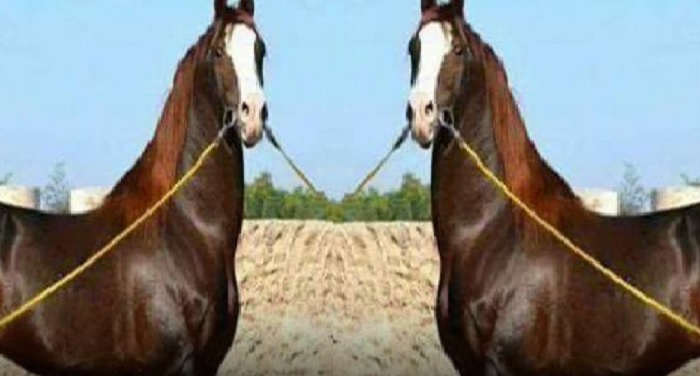 Horse बीएमडब्ल्यू से भी महंगा है यह घोड़ा, 1 करोड़ 11 लाख में बिका