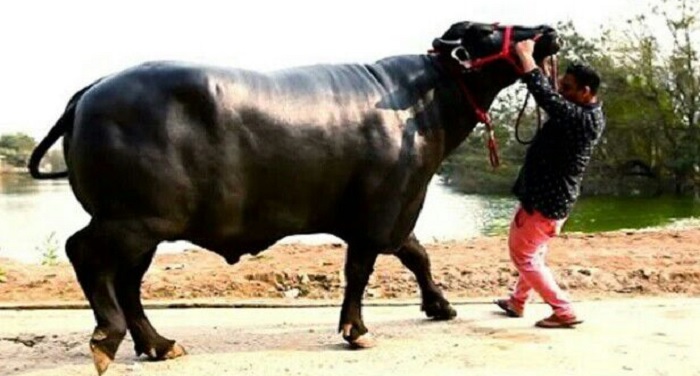 Know how the 20 crore rupees buffalo become the attraction in fair जानिए कैसे 20 करोड़ का भैंसा बना मेले की जान...