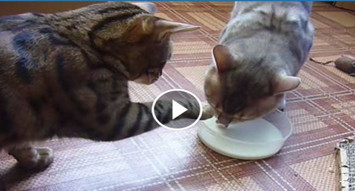 cat fight जब दोनों ने दिखाई चालाकी तब हुआ कुछ ऐसा...देखिए वीडियो