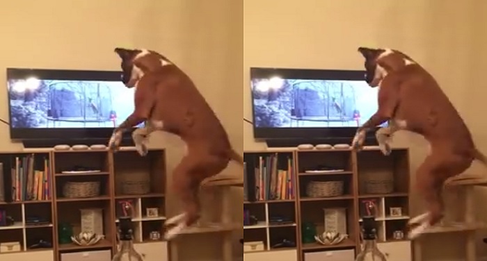 dog टीवी को देखकर कुत्ता हुआ बेचैन...जानिए क्यों?