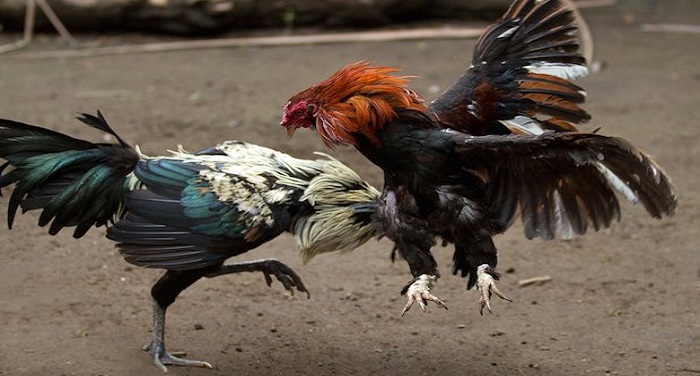 Cock fight संक्रांति उत्सवों पर होने वाले मुर्गा लड़ाई पर पूर्ण रोकः हाईकोर्ट