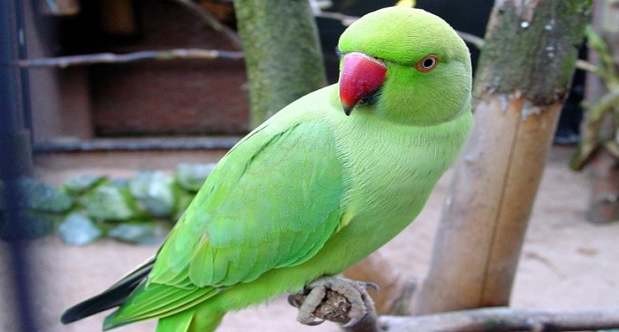 parrot जान से प्यारे तोते के लिए इस महिला ने किया खास ऐलान