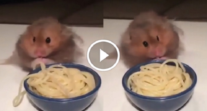 Untitled 5 इस चूहे को पसंद आया नूडल्स का स्वाद