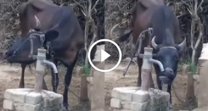 cow जब गाय ने पानी पीने के लिए चलाया हैंडपंप...
