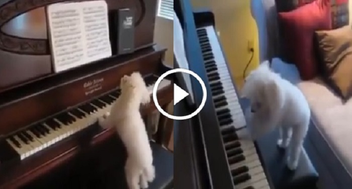 piano dog ये कुत्ता दे सकता है आपको पियानो की क्लासेज