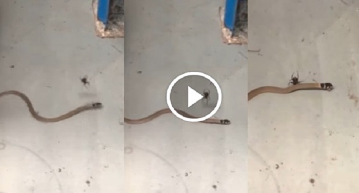 snake देखिए शिकारी सांप कैसे बना गया मकड़ी का शिकार
