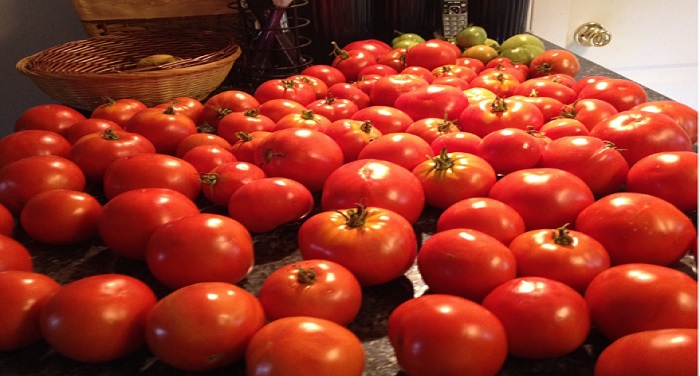 tomatoes जानिए कहां एक रुपये किलो बिक रहे हैं टमाटर