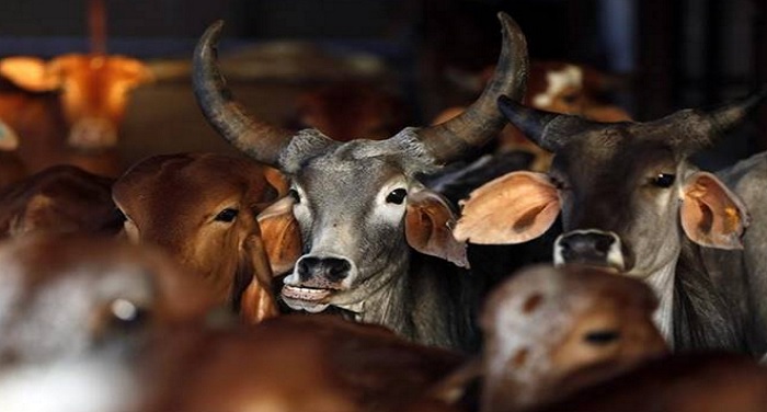 cow अलवर में गाय ले जा रहे लोगों की गो-रक्षकों ने की पिटाई, एक की मौत