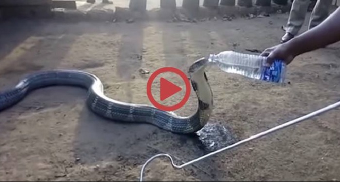 king kobra snake गर्मी से सूखा किंग कोबरा का गला, तो लोगों ने बोतल से पिलाया पानी