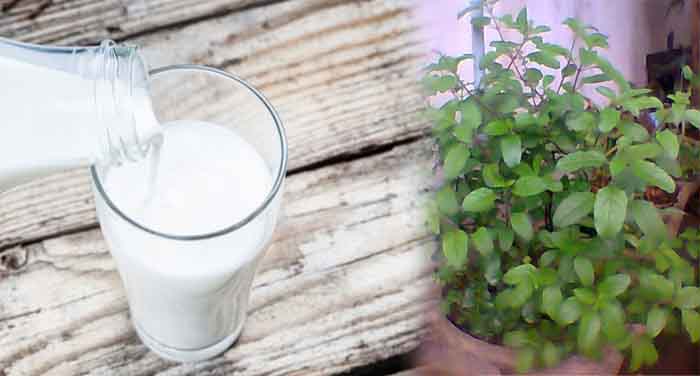 milk tulsi दूध में तुलसी मिला कर पीने से दूर होती है बीमारियां