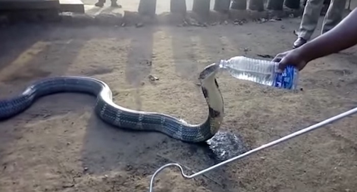 snake 1 गर्मी से सूखा किंग कोबरा का गला, तो लोगों ने बोतल से पिलाया पानी