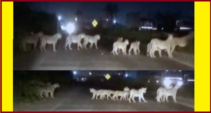 LION वीडियो: जब सड़कों पर दोस्तों संग सैर करने निकला 'जंगल का राजा'