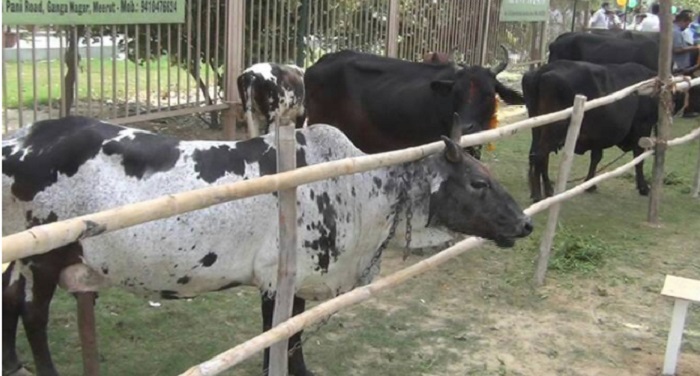 Meerut Cow गौ-सेवा के नाम पर दिखावा, फोटो के चक्कर में प्यासी रह गई गाय