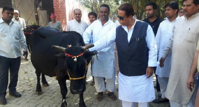 azam khan 'काली गाय' की हुई 'घर वापसी', आजम बोले गोरक्षा से लगता है डर