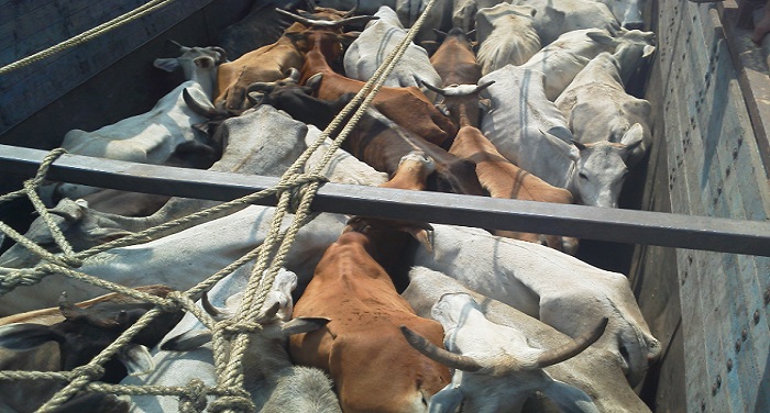 cow भारत में लगे गोहत्या पर पूरी तरह से बैनः अजमेर दरगाह के दीवान