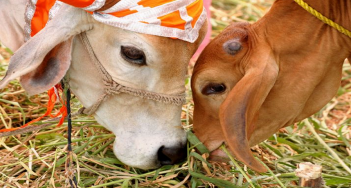 cows यूपी: पहली बार जन्माष्टमी के अवसर पर होगी गो पूजा, प्रदेश भर में सजाई जाएंगी गौशालाएं, जन्माष्टमी को अलग तरह से मानाया जाएगा