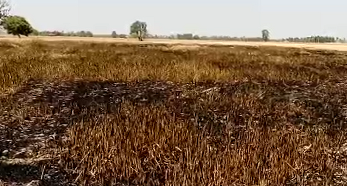 crop आग लगने से गेहूं की 40 बीघा फसल जलकर स्वाह