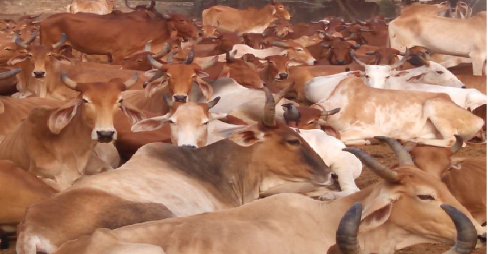 cow गाय को राष्ट्रीय पशु घोषित करने के साथ गोवध पर होनी चाहिए उम्रकैद: राजस्थान कोर्ट
