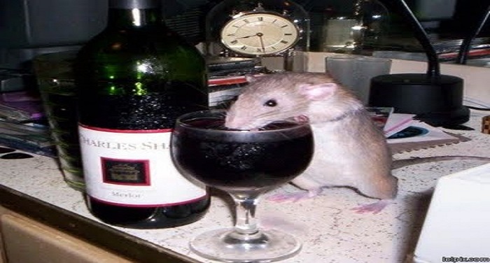 ratz wine तो क्या बिहार के चूहे भी हो गए शराबी, खाली कर गए सारी बोतलें...?