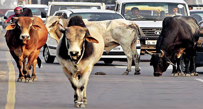 cow 1 सुनवाई के दौरान बोले हैदराबाद हाईकोर्ट के जज, भगवान का विकल्प है गाय