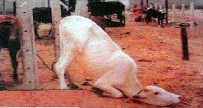 cow देश में छिड़ी गाय पर जंग के बीच सहवाग ने की ऐसी फोटो की शेयर