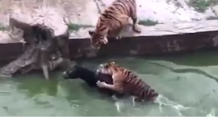 gjhgj वीडियो: भूखे बाघों के सामने फेंका जिंदा गधा