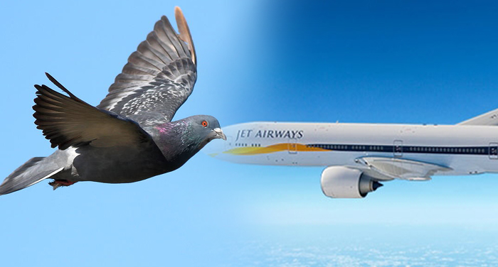 jet airways, flight, mumbai to jodhpur, suffer, bird, airport