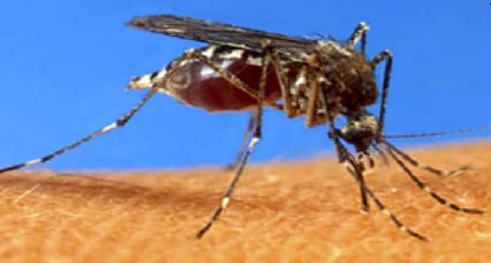 Bengal dengue