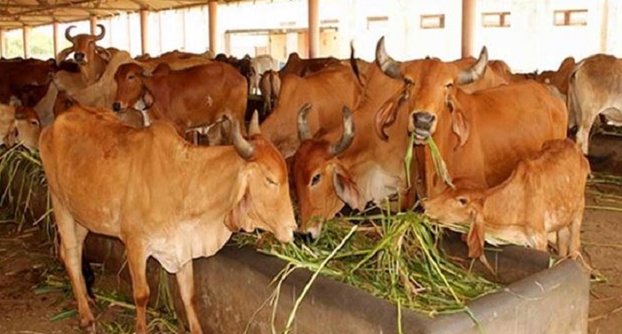cow 66666 हरियाणा सरकार ने किया अधूरा वादा पूरा, तोहफे में दी दूध न देने वाली गाय