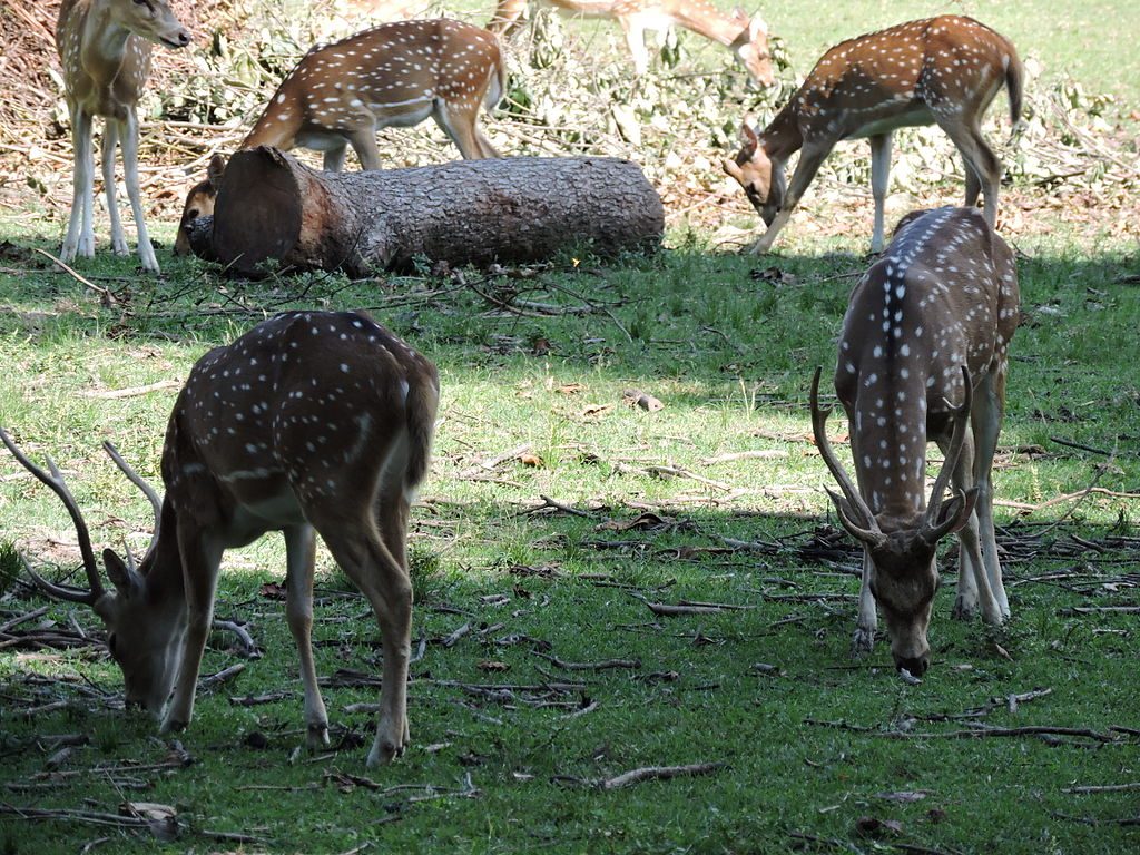 Chital or Spotted Deer गुवाहाटी चिड़ियाघर में सात वर्षों के दौरान 306 जीवों की मौत