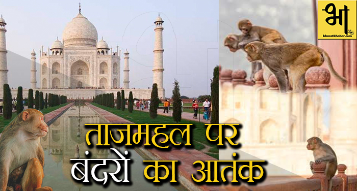 13 35 ताजमहल का दीदार करने आए विदेशी पर्यटक बंदरों के आतंक का शिकार हो गए