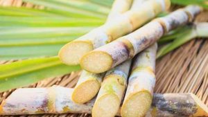 Health Benefits Of Sugarcane Juice That Must of Didnt Know प्रेग्नेंसी में पीते हैं गन्ने का जूस, तो हो जाएं सावधान, जूस पीने से पहले जान लें ये ज़रूरी बातें