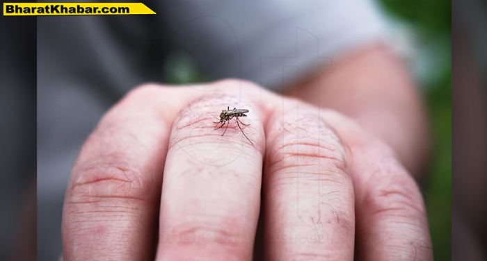 dengue mosquito कोरोना महामारी के बीच सामने आ रहे डेंगू के चौथे स्ट्रेन के मामले, पूरे परिवार पर खतरा
