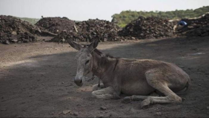 donkey गधों का देश बन गया है पाकिस्तान, तेजी से बढ़ रही है आबादी