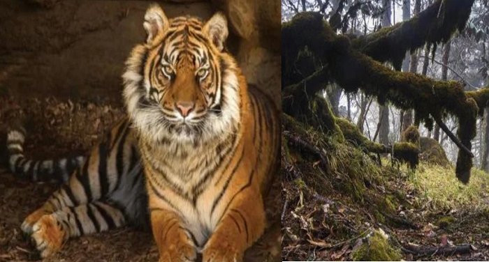 राजस्थान सिहोर जंगल राजस्थानः सीहोर जिले के जंगलों में बाघों की संख्या और जीवन