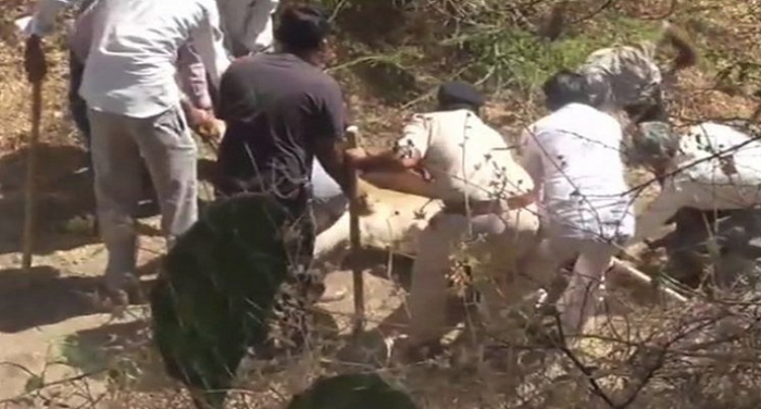 गुजरात के गीर जंगल में शेरों की मौत का सिलसिला जारी, 18 दिनों में 21 शेर की मौत