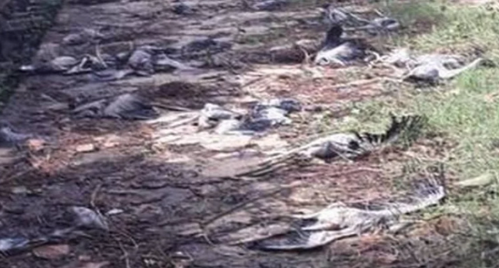 ओडिशा और आंध्र प्रदेश में 'तितली' तूफान ने मचाई तबाही,ओडिशा में हजारों पक्षियों की मौत