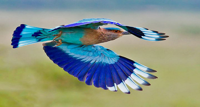 विजयादशमी के दिन नीलकंठ पक्षी और शमी वृक्ष के दर्शन क्योंं  होते  हैं शुभ जानें ..