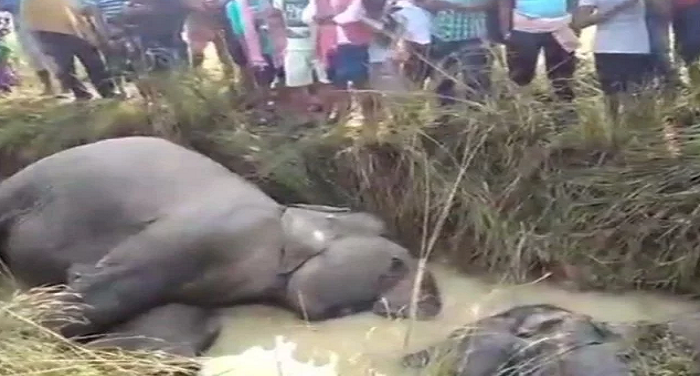 ओडिशा में करंट लगने सात हाथियों की मौत,मौके पर पहुंचे वरिष्ठ वनाधिकारी