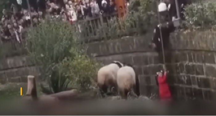 chaina वाडियो वायरल: खूंखार जानवरों के बाड़े में गिरी 8 साल की बच्ची, लोगों की अटकी सांस