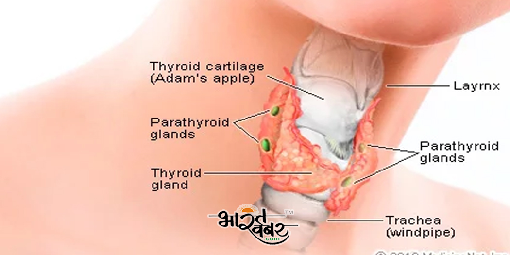 thyroid gland महिलाओं को ज्यादा होता है थायराइड, जानें कारण और बचाव