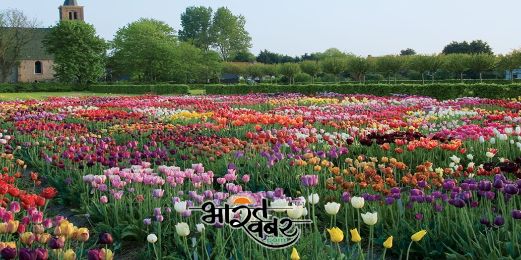 tulip garden पिथौरागढ़ में जम्मू-कश्मीर की तर्ज पर बनेगा ट्यूलिप गार्डन