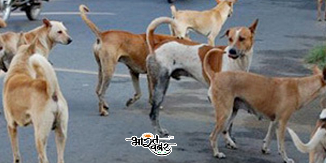 awara dog barking अलीगढ़ में आवारा कुत्तों का निवाला बनी तीन साल की बच्ची, मचा हड़कम्प