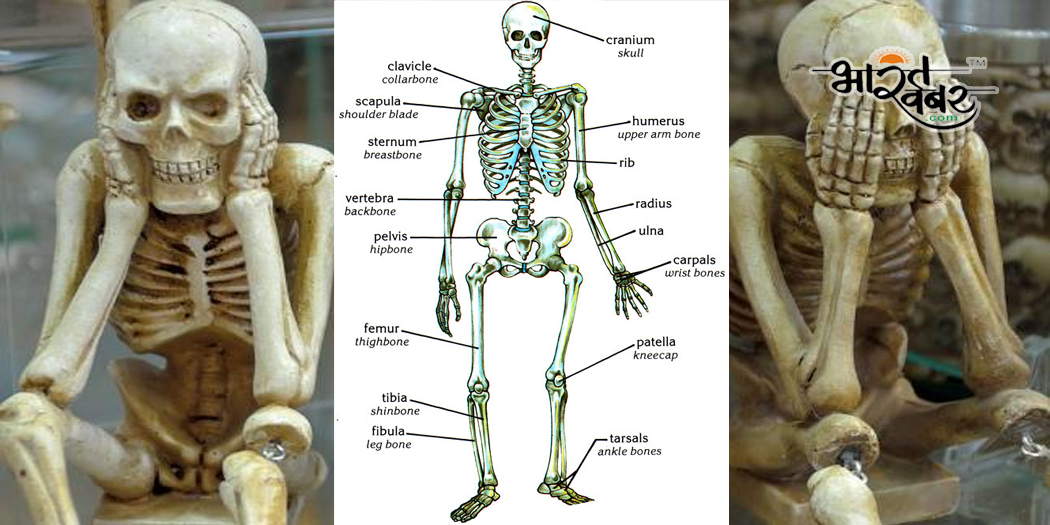 bone human boan सेहत: हड्डियों के लिए खतनराक हो सकती है कैल्शियम की कमी...