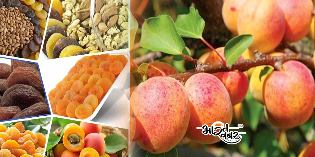 khubani fruits सेहत को दोगुनी रफ्तार से ठीक करेगा खुबानी, सेक्सी लाइफ को करेगा हैवी ड्यूटी में तब्दील