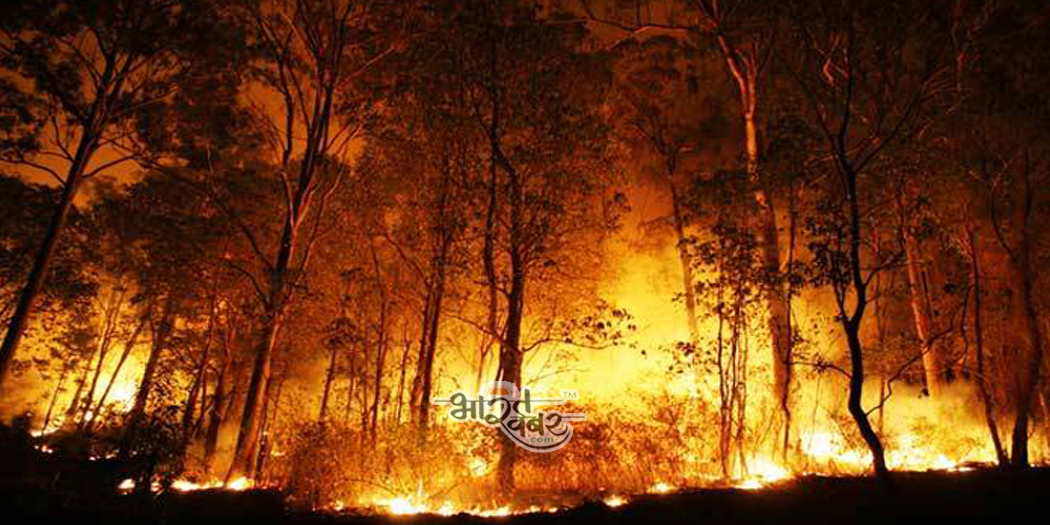 fire in forest jungle me aag उत्तराखंड: जंगलों को बचाने के लिए सरकार की पहल, आग बुझाने पर मिलेगा 1 लाख का इनाम