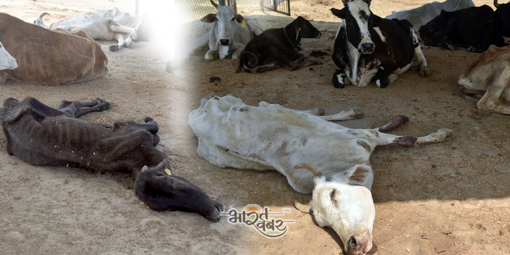 Cow indian गोवंश आश्रय स्थल में मरणासन्न पड़ी रहतीं हैं गायें, प्रशासन बना मूकदर्शक
